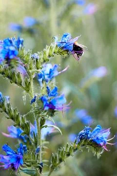 Bee on the flower of a blueweed Stock Photos