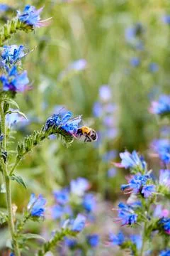 Bee on the flower of a blueweed Stock Photos