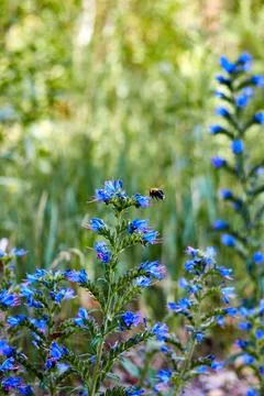Bee on the flower of a blueweed Stock Photos