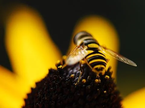 Bee on flower with blurry background Stock Photos