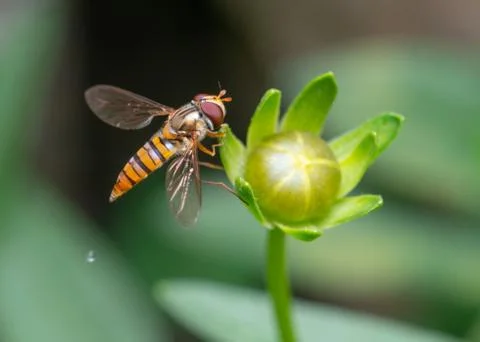 Bee on flower bud Foto stock