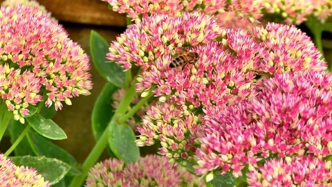 Bee on a flower bush Stock Footage 80470889
