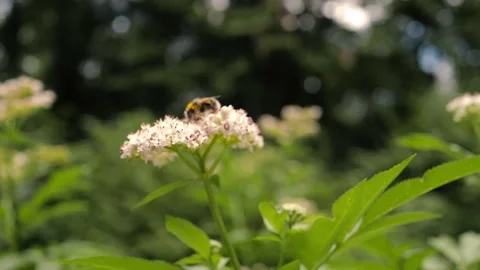 Bee on Flower Bush Stock-Footage 201345429