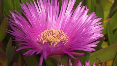 Bee on a flower of Carpobrotus Stock-Footage 131176888