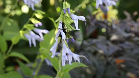 Bee on flower central park conservancy Stock Footage 141952884