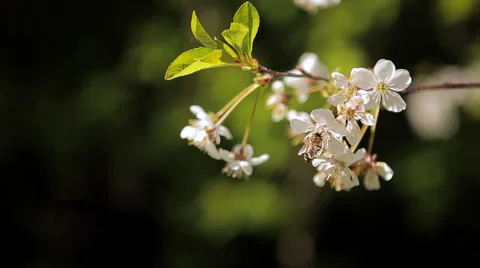 Bee on a flower cherry Stock Footage 50491324