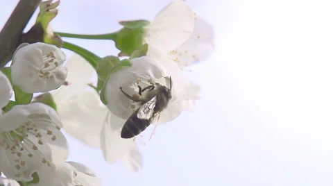 Bee on a Flower Cherry HD Stock Footage 22634769