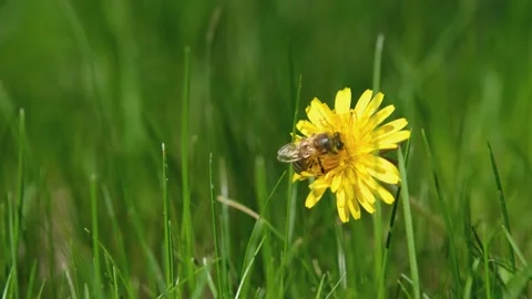 A bee on a flower close-up. A bee on a dandelion close-up. The count collects Stock Footage 195359134