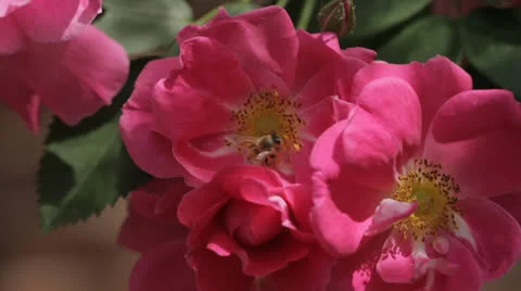 Bee in Flower Close Up Stock Footage 24845055