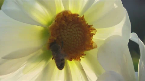 Bee on flower close up Stock Footage 33817318