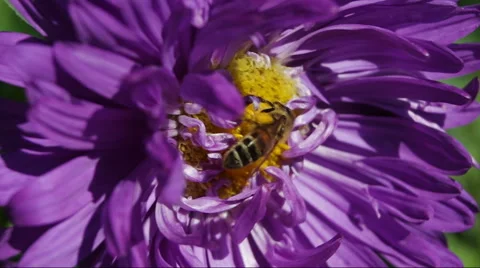 Bee on a flower close-up Video stock 66862690