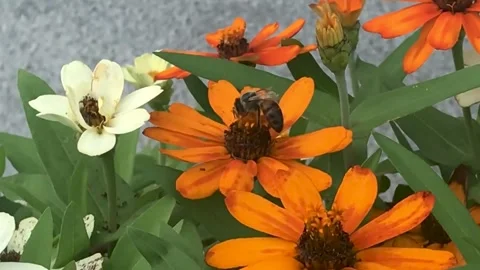 Bee on Flower Close-Up Stock Footage 244268521