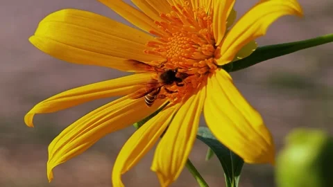 Bee on a flower, close up. Stock Footage 304406471