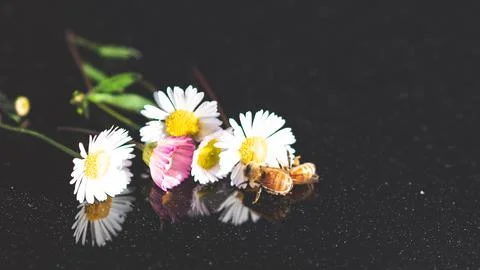 Bee on a flower close up macro black glass background artistic Stock Photos