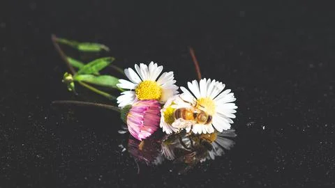 Bee on a flower close up macro black glass background artistic Stock Photos