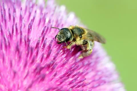 Bee on flower close up 스톡 사진