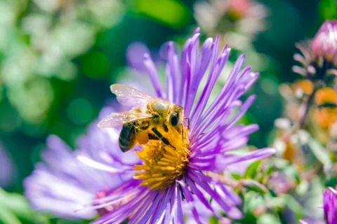 Bee on a flower close up Stock Photos