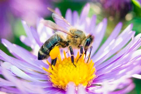 Bee on a flower close up Stock Photos