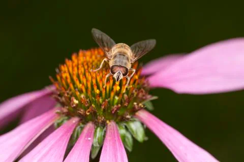 Bee on the flower, close up Stock Photos