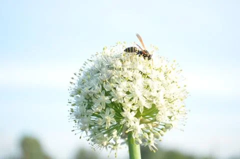 Bee on a flower - close up Stock Photos