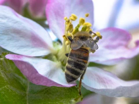 Bee in the Flower - Close up Stock Photos