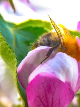Bee in the Flower - Close up Stock Photos