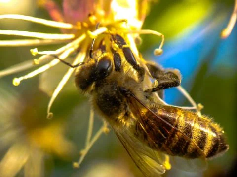 Bee in the Flower - Close up Stock Photos