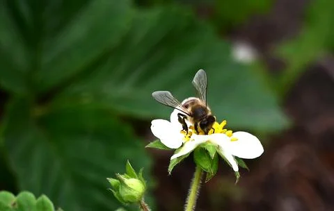 Bee on a flower close-up Stock Photos