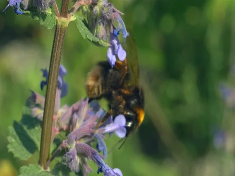 Bee on the flower close up slow motion Stock Footage 75820017