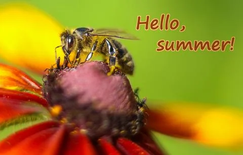 Bee on flower in close-up. Text Hello, summer Stock Photos