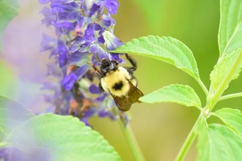 Bee on Flower closeup Stock Photos
