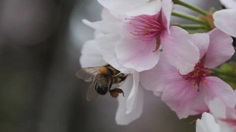 Bee on flower collecting nectar Stock Footage 138741137