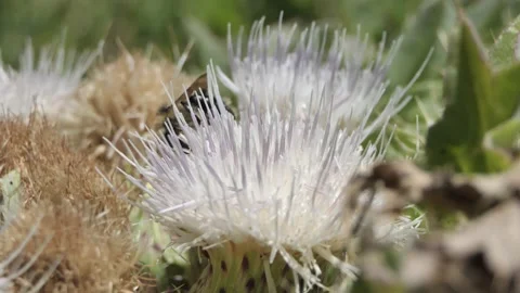 Bee in flower collecting pollen Stock Footage 147356951