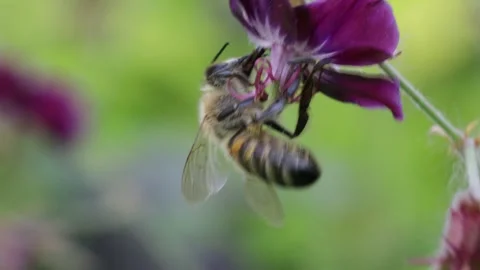Bee on flower collecting pollen Stock Footage 241262481