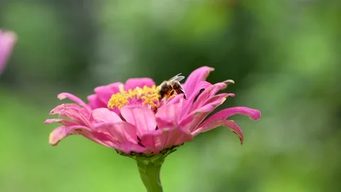 A bee on a flower collects nectar. A bee and a bright pink flower. Macro Stock Footage 144192178
