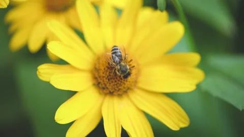 A bee on a flower collects nectar. A bee and a yellow flower. Macro Stock Footage 144401928