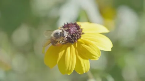 The bee on the flower collects nectar. It's a sunny day. Vidéo 136695843
