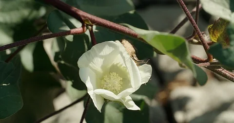 Bee in the flower of cotton Video stock 117287314