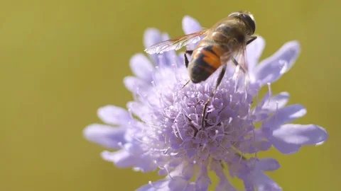 Bee on a flower in the countryside - Macro view 스톡 동영상 109058607
