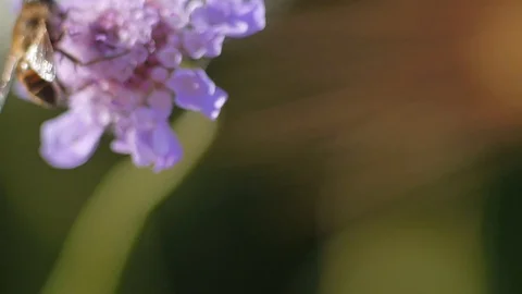 Bee on a flower in the countryside - Macro view 스톡 동영상 109058618