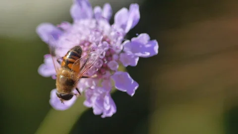 Bee on a flower in the countryside - Macro view 스톡 동영상 109058660