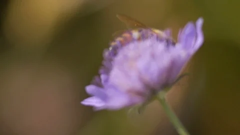 Bee on a flower in the countryside - Macro view 스톡 동영상 109058678