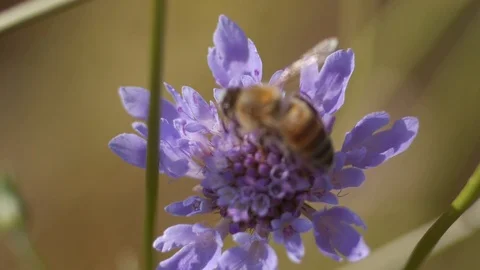 Bee on a flower in the countryside - Macro view 動画素材 109058681
