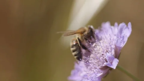 Bee on a flower in the countryside - Macro view 스톡 동영상 109058687