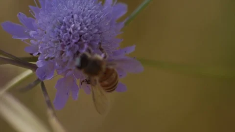 Bee on a flower in the countryside - Macro view 스톡 동영상 109058688