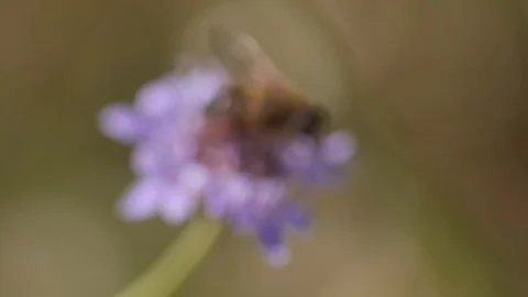 Bee on a flower in the countryside - Macro view 스톡 동영상 109058706
