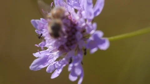 Bee on a flower in the countryside - Macro view 스톡 동영상 109058714