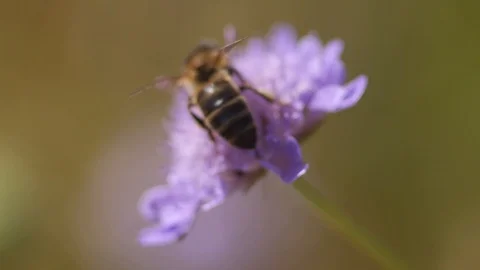 Bee on a flower in the countryside - Macro view 스톡 동영상 109058728