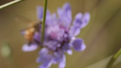 Bee on a flower in the countryside - Macro view 스톡 동영상 109058730