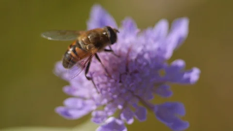 Bee on a flower in the countryside - Macro view 스톡 동영상 109058737
